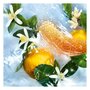 Aqua allegoria nettare di sole edt spray 125 ml